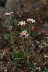 Endocellion sibiricum
