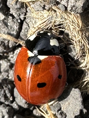 Seven-spotted Lady Beetle