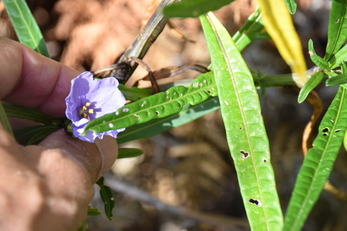 Solanum vescum, photograph 2