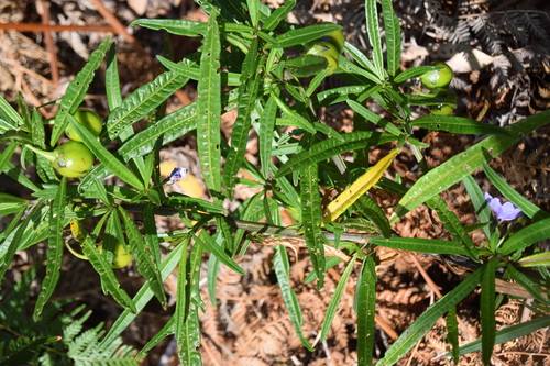 Solanum vescum, photograph 3