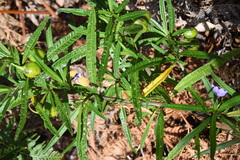 author not stated, no rights reserved Solanum vescum, photograph author not stated, no rights reserved