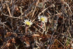 Endocellion sibiricum
