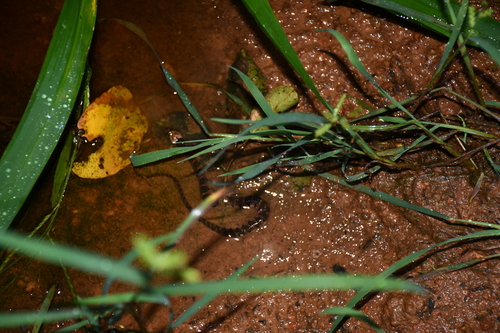Brown-banded watersnake