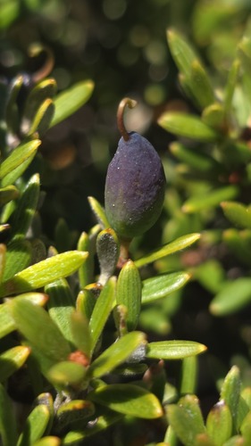 alpine Grevillea (Grevillea australis)