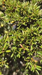 Grevillea australis