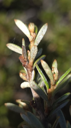 Grevillea australis, photograph 5