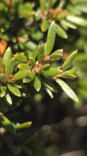 Grevillea australis, photograph 6
