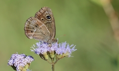 Pampasatyrus gyrtone