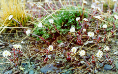 Endocellion sibiricum