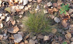 Festuca valesiaca
