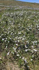 Prostanthera cuneata, photograph (c) Petra Holland, some rights reserved (CC BY)