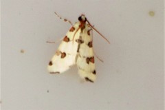 Conchylodes octonalis