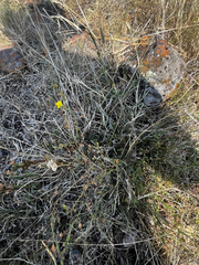 Scoparia montevidensis, photograph (c) Catriona Hays Howson, some rights reserved (CC BY)