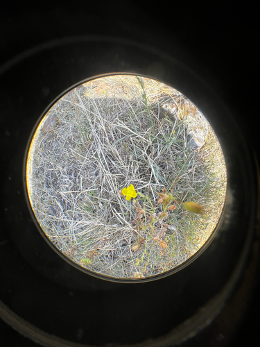 Scoparia montevidensis, photograph 3