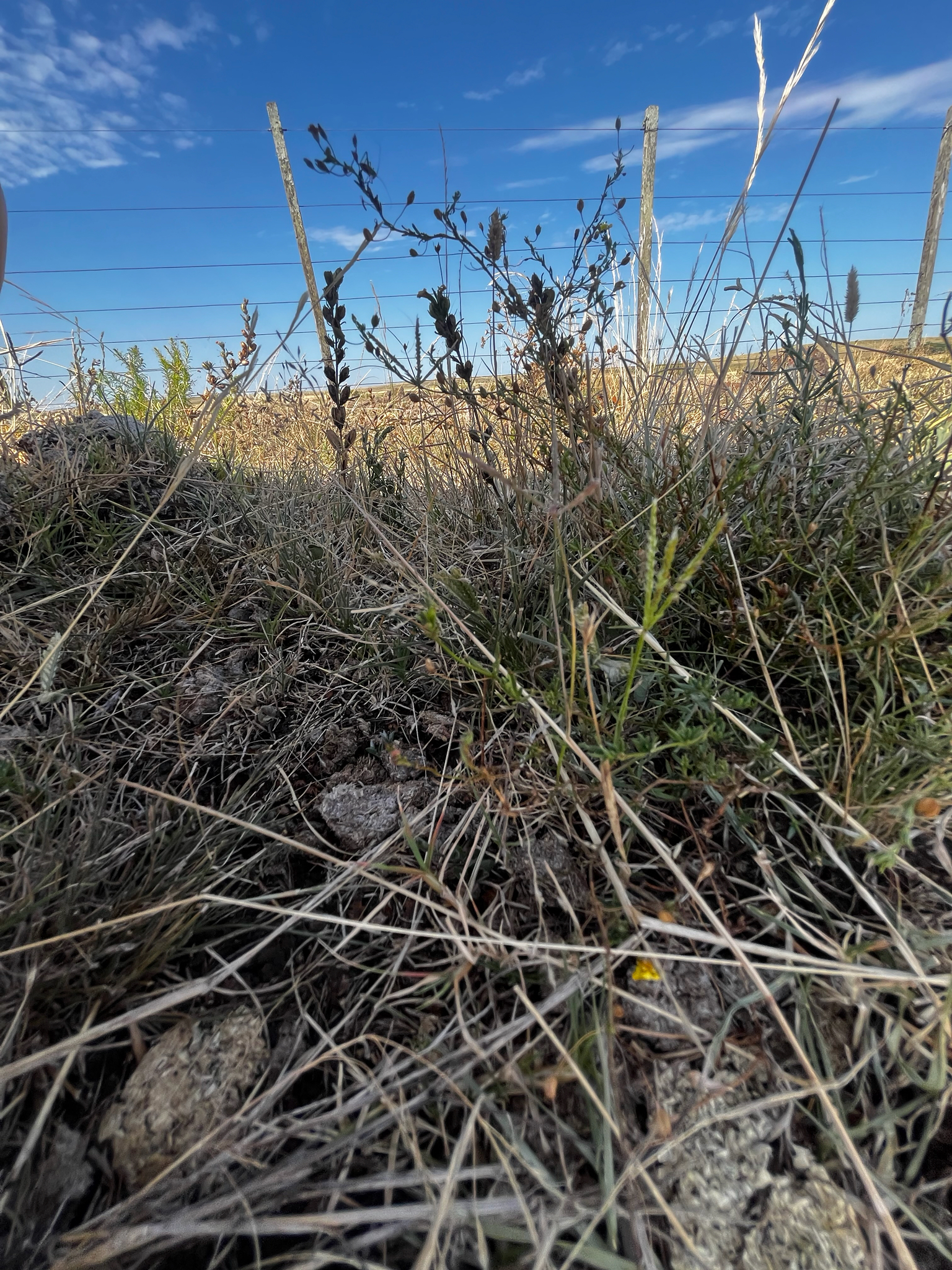 Broomwort (Scoparia montevidensis)