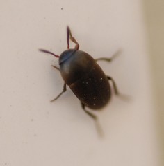 Ptomaphagus