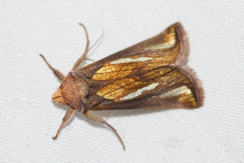 Connected Looper Moth