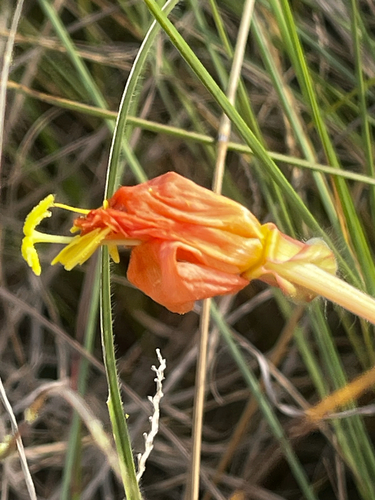 Long-flower evening-primrose (Oenothera affinis)