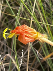 (c) Catriona Hays Howson, some rights reserved (CC BY) Oenothera affinis, photograph (c) Catriona Hays Howson, some rights reserved (CC BY)