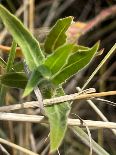 Oenothera affinis, photograph 2