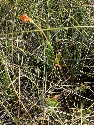 Oenothera affinis, photograph 3
