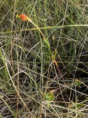 (c) Catriona Hays Howson, some rights reserved (CC BY) Oenothera affinis, photograph (c) Catriona Hays Howson, some rights reserved (CC BY)