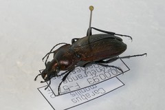 Carabus monilis