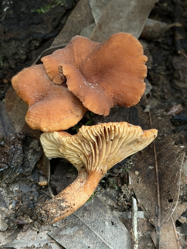 Lactarius rubidus · January 2026 · photo: © aheyman1 (iNaturalist, cc0)