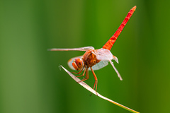 Crocothemis servilia
