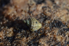 Nucella squamosa