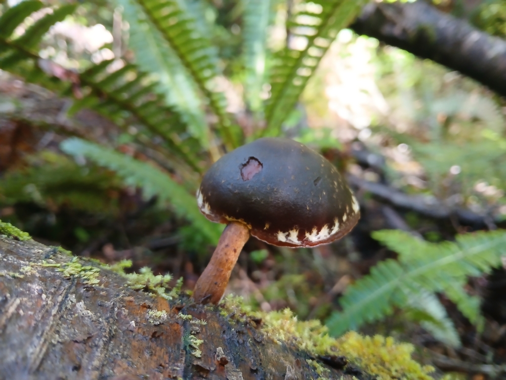 Hypholoma brunneum · January 2026 · photo: © claire_grace83 (iNaturalist, cc-by)