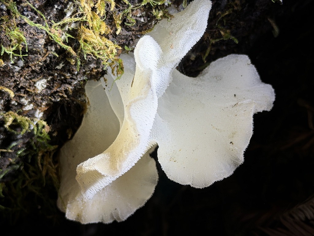 Pseudohydnum gelatinosum · January 2026 · photo: © aheyman1 (iNaturalist, cc0)