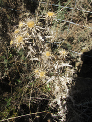 Carlina corymbosa