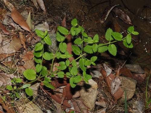 Raspwort (Gonocarpus teucrioides)