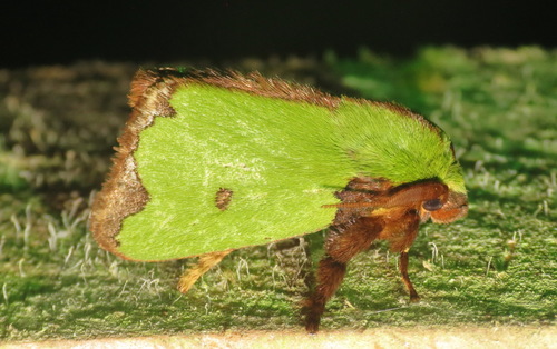 Parasa wellesca