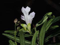 Prostanthera linearis, photograph (c) Thomas Mesaglio, some rights reserved (CC BY)