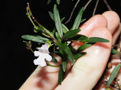 Narrow-leaved Mint-bush (Prostanthera linearis)