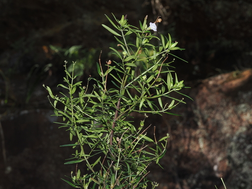 Prostanthera linearis, photograph 4