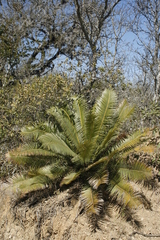 Mexican cycad (Dioon angustifolium)