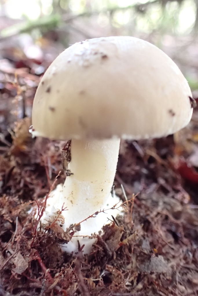 Amanita taiepa · January 2026 · photo: © claire_grace83 (iNaturalist, cc-by)