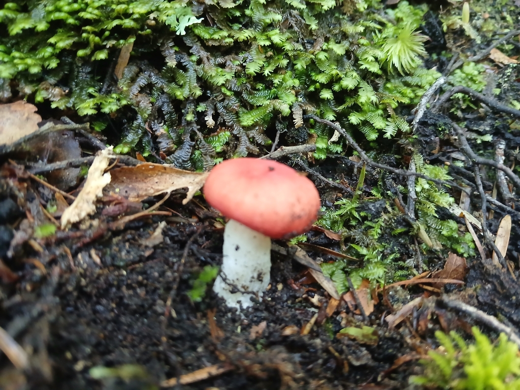 Russula kermesina · January 2026 · photo: © claire_grace83 (iNaturalist, cc-by)