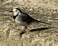 Motacilla alba