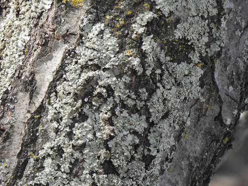photo of Shield Lichens And Allies (Parmeliaceae)