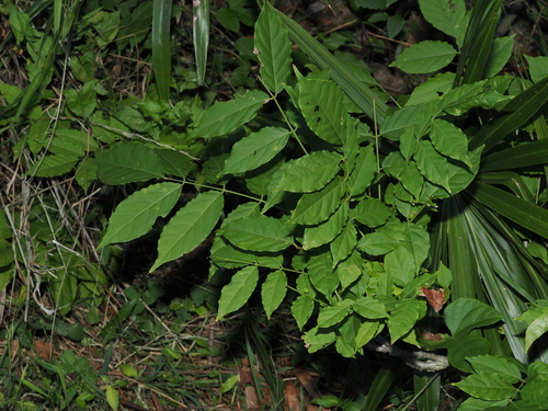 Glicine