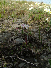 Epilobium davuricum