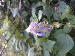 Salvia compsostachys
