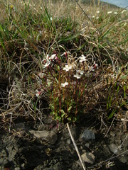 Epilobium davuricum