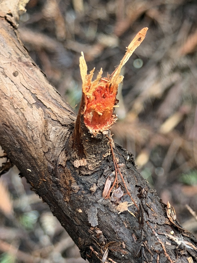 Phanerochaete sanguinea · January 2026 · photo: © aheyman1 (iNaturalist, cc0)