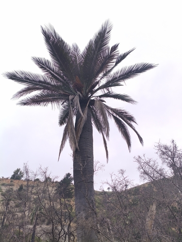 Chilean wine palm