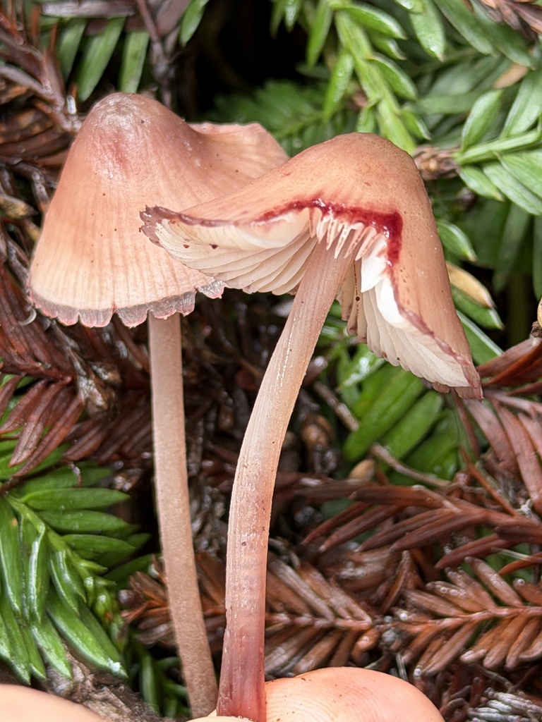Mycena haematopus · January 2026 · photo: © aheyman1 (iNaturalist, cc0)